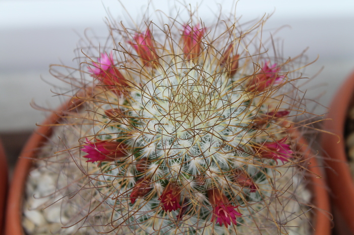 cactusi infloriti 007 - cactusi si suculente infloriti 2012