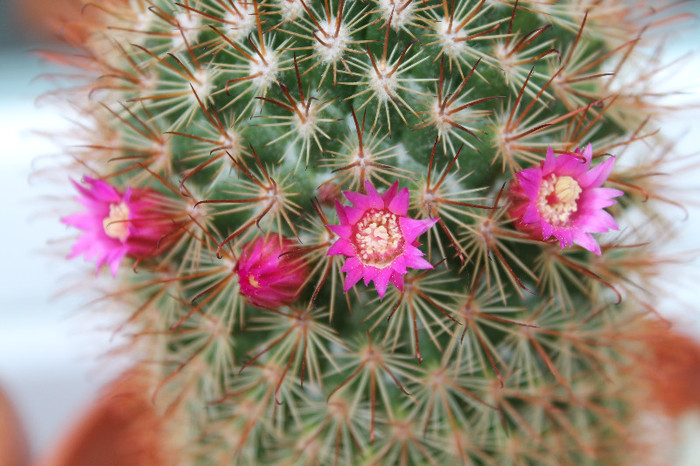 cactusi infloriti 013 - cactusi si suculente infloriti 2012