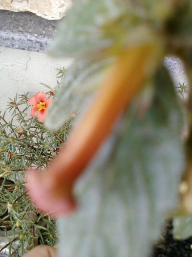 achi orange delight - achimenes