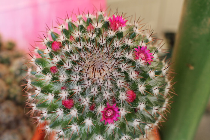 cactusi infloriti 033 - cactusi si suculente infloriti 2012