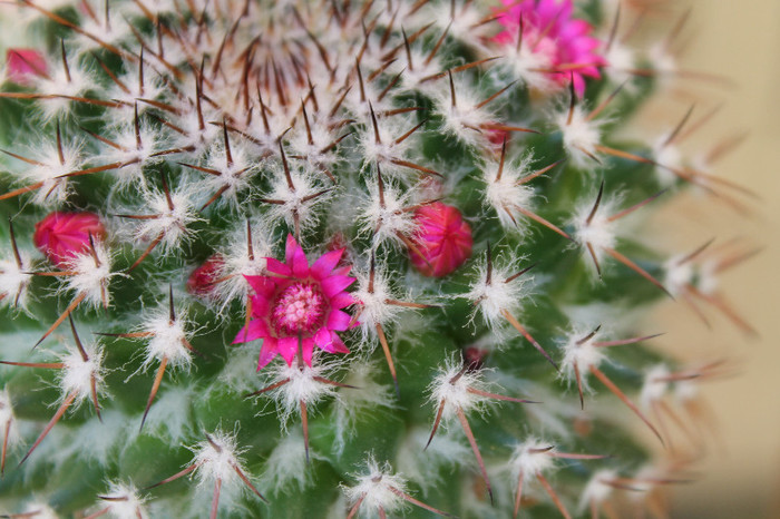 cactusi infloriti 034
