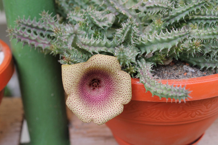 cactusi infloriti 035 - cactusi si suculente infloriti 2012