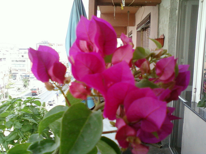 30 iulie 2012-flori 027 - bougainvillea