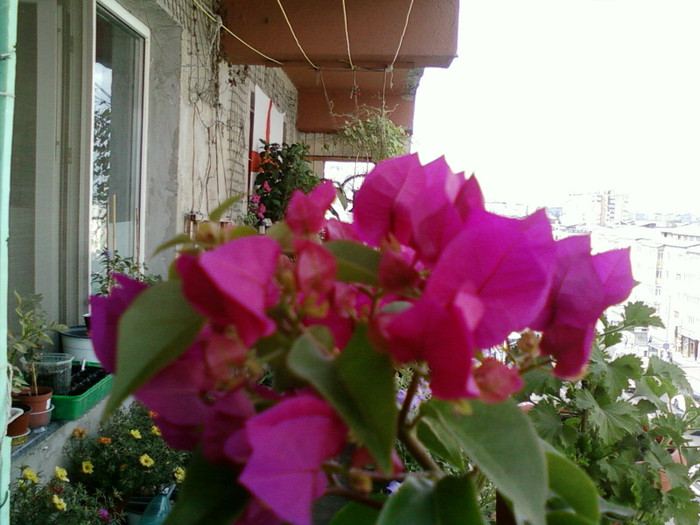 30 iulie 2012-flori 028 - bougainvillea