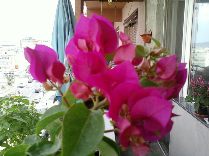 30 iulie 2012-flori 030 - bougainvillea