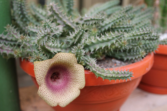 cactusi infloriti 037 - cactusi si suculente infloriti 2012