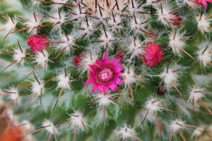 cactusi infloriti 038 - cactusi si suculente infloriti 2012