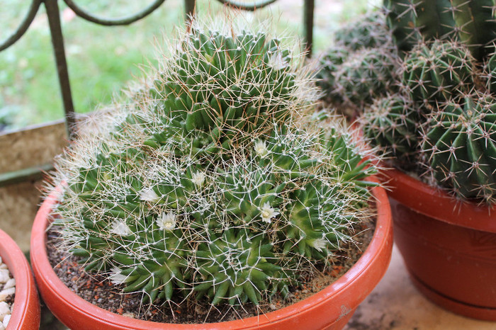 cactusi infloriti 044 - cactusi si suculente infloriti 2012