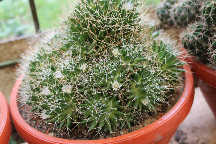 cactusi infloriti 046