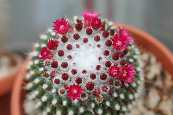 cactusi infloriti 053 - cactusi si suculente infloriti 2012