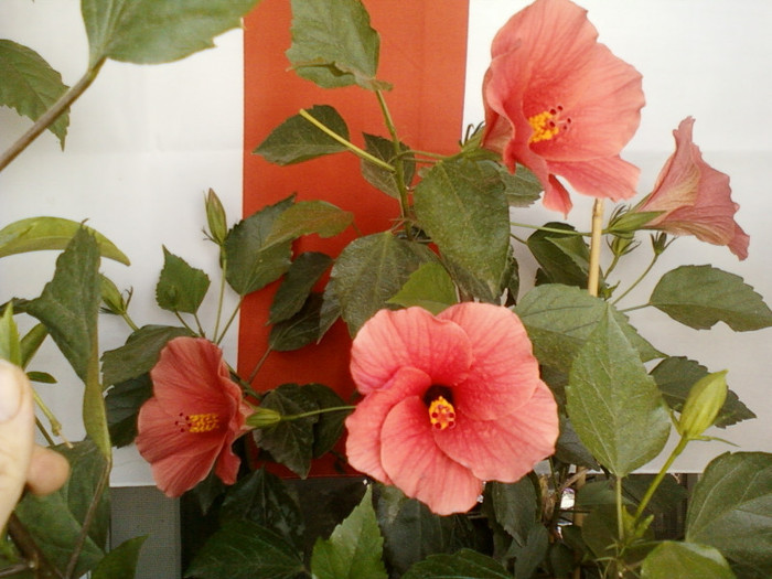 30 iulie 2012-flori 003 - Copy