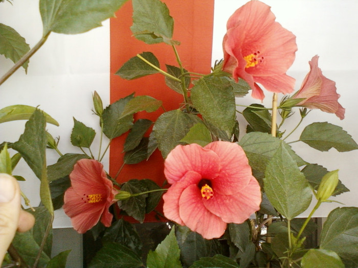 30 iulie 2012-flori 006