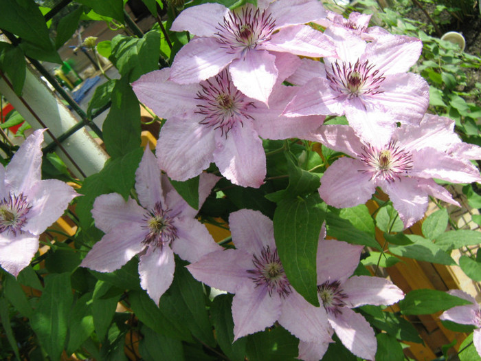 Clematis Hagley Hibrid (6) - 02_Clematite