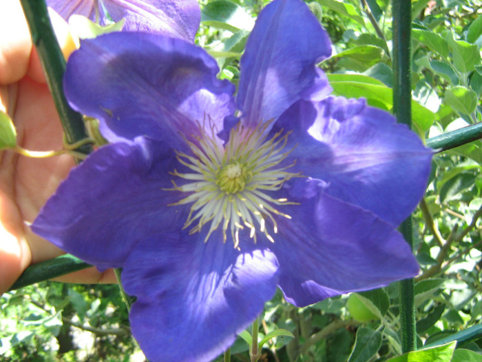 Clematis Hisa