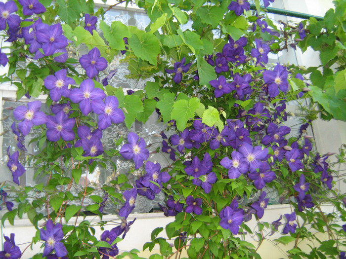 Clematis Jakcmani