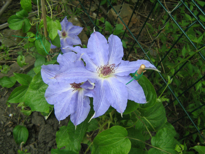 Clematis Joanna (2) - 02_Clematite