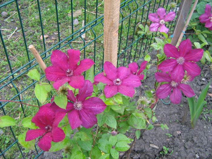 Clematis Kardinal Wyszynschy - 02_Clematite