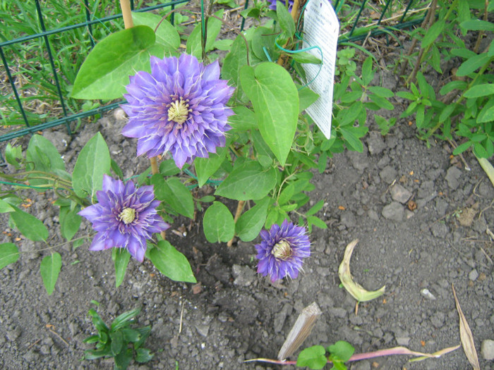 Clematis Multi Blue - 02_Clematite