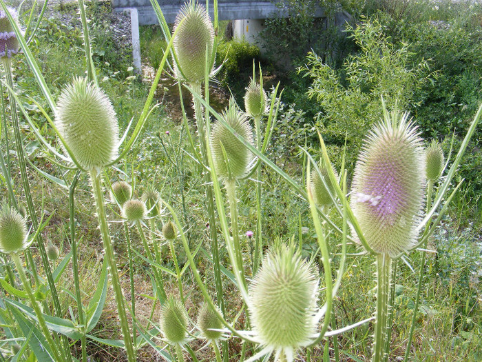 DSCF0251 - Altfel de flori