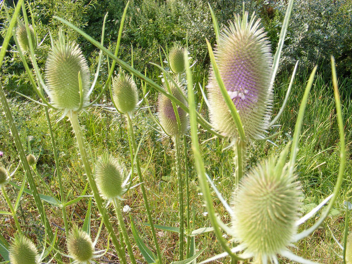 DSCF0253 - Altfel de flori