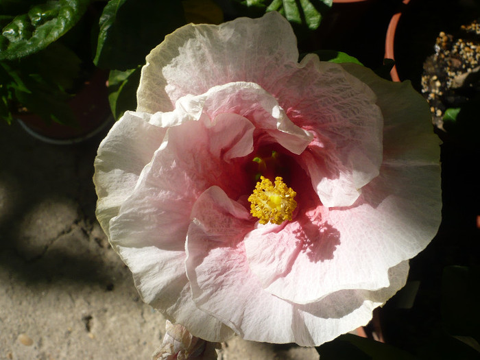 P1160415