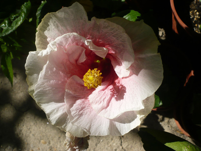 P1160416