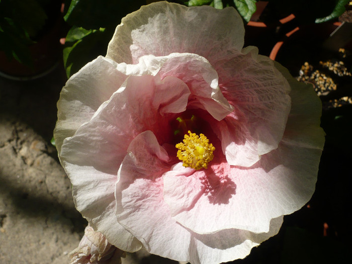 P1160417