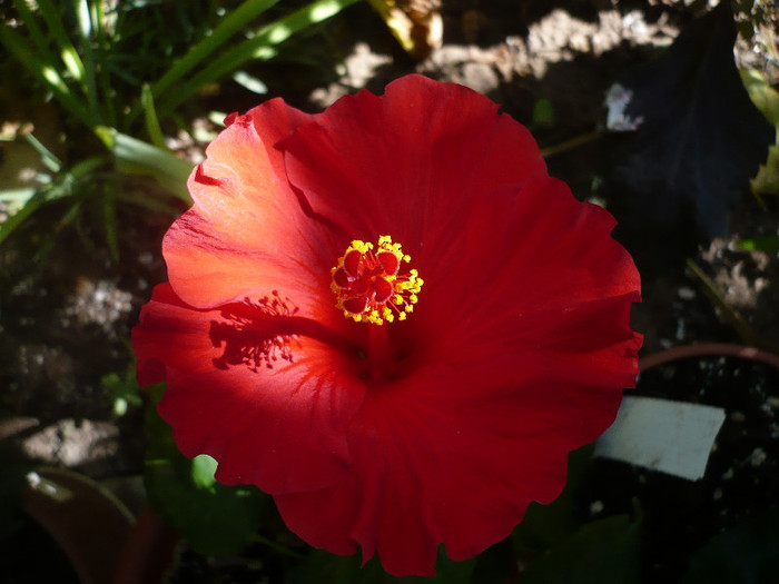 P1160418