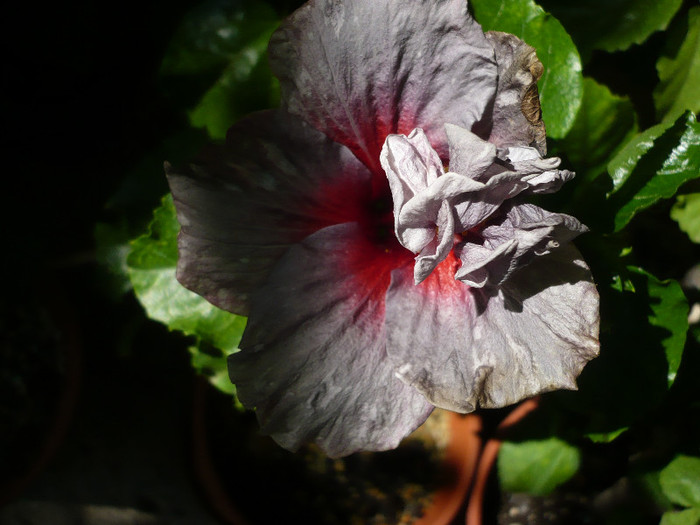 P1160420