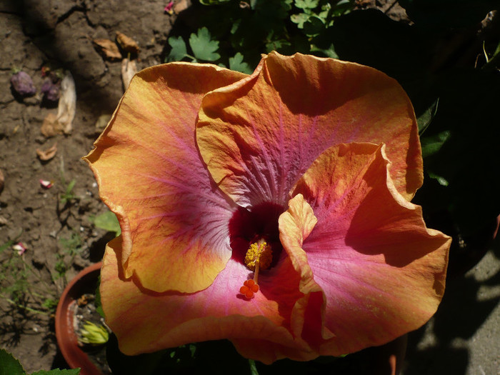 P1160429