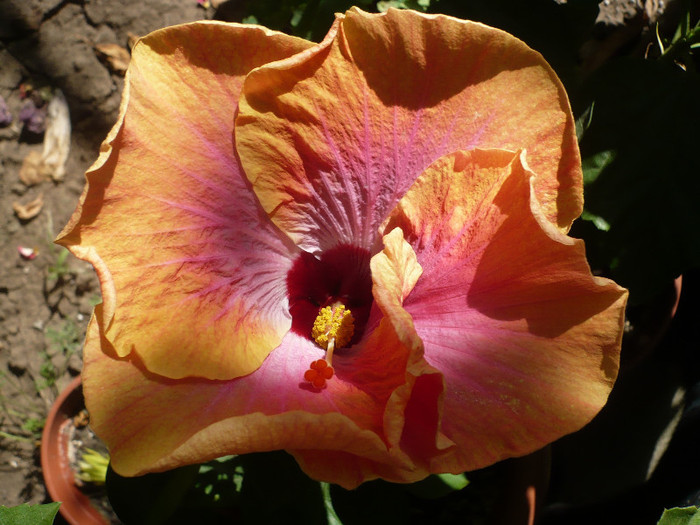 P1160430