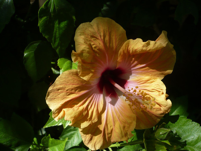 P1160433