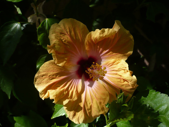 P1160434