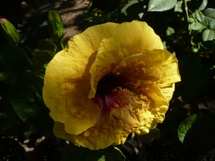 P1160435