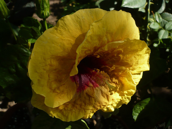 P1160437