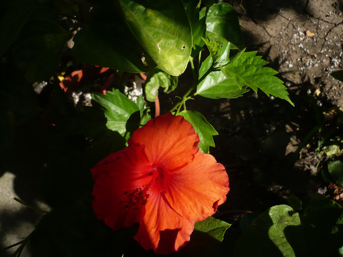 P1160441