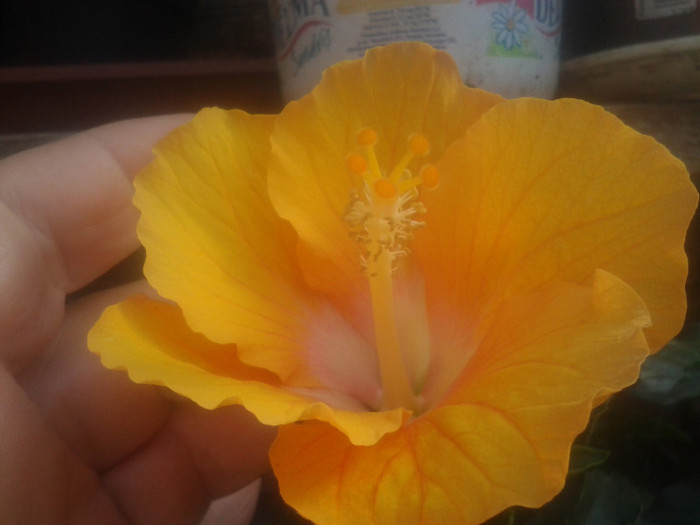 2012-07-29 17.36.38 - HIBISCUS