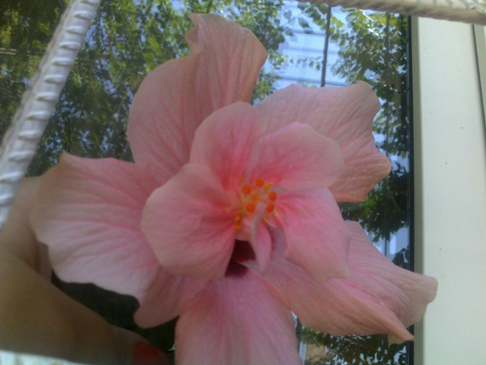roz dublu - hibiscusi 2012