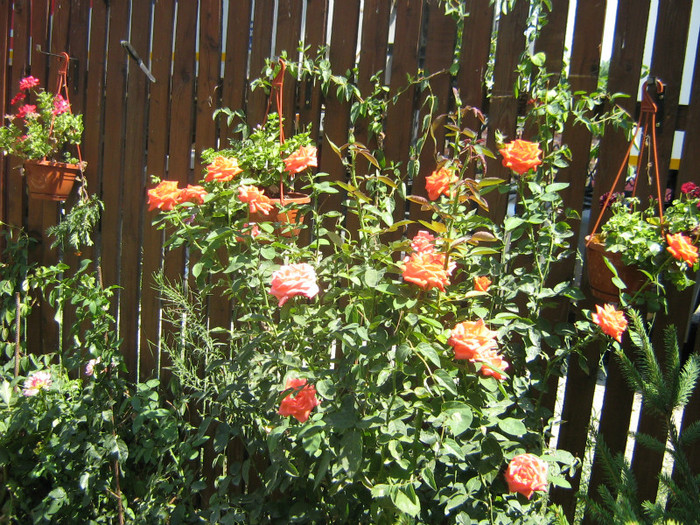 IMG_5645 - trandafiri neidentificati