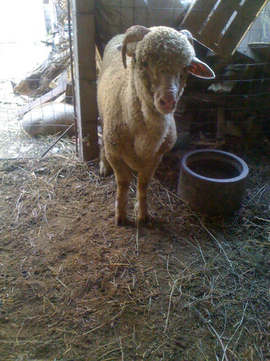 Berbec Merinos de Palas - Merinos de Palas si tigai