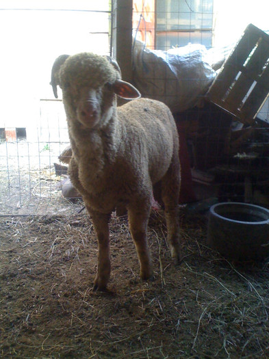 Berbec Merinos de Palas - Merinos de Palas si tigai