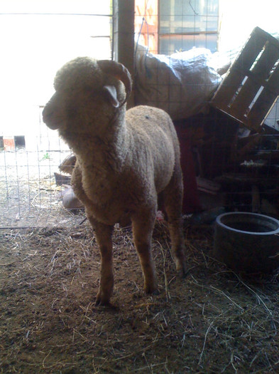 Berbec Merinos de Palas - Merinos de Palas si tigai