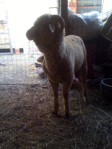 Berbec Merinos de Palas