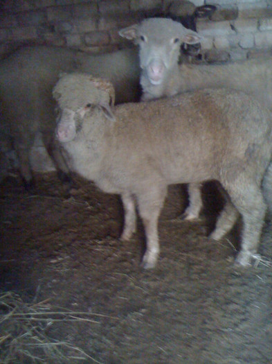 Berbec Merinos de Palas; Berbec si oaie Merinos de Palas
