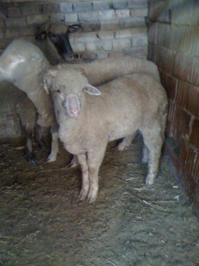 Berbec Merinos de Palas - Merinos de Palas si tigai