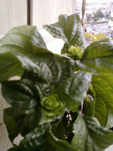 justicia carnea-norela