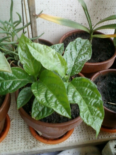 passi edulis-decedata:(