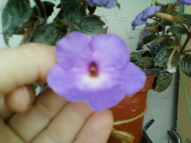 30 iulie 2012-flori 057 - achimenes