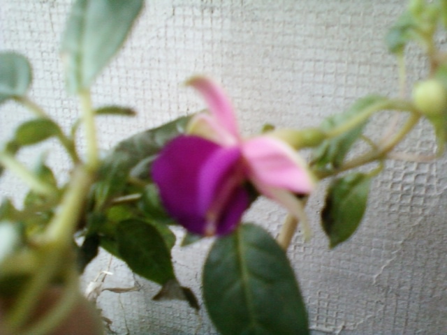 fuchsia mov cu alb