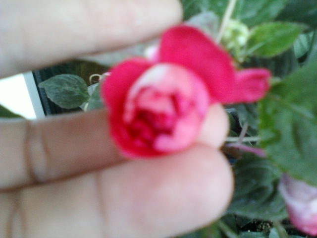 impatiens rosu batut - impatiens